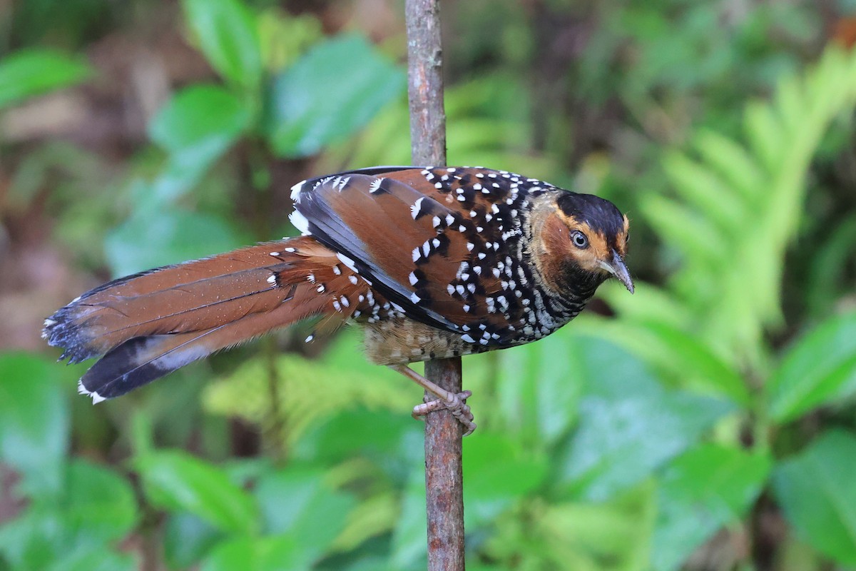 Spotted Laughingthrush - ML619391889