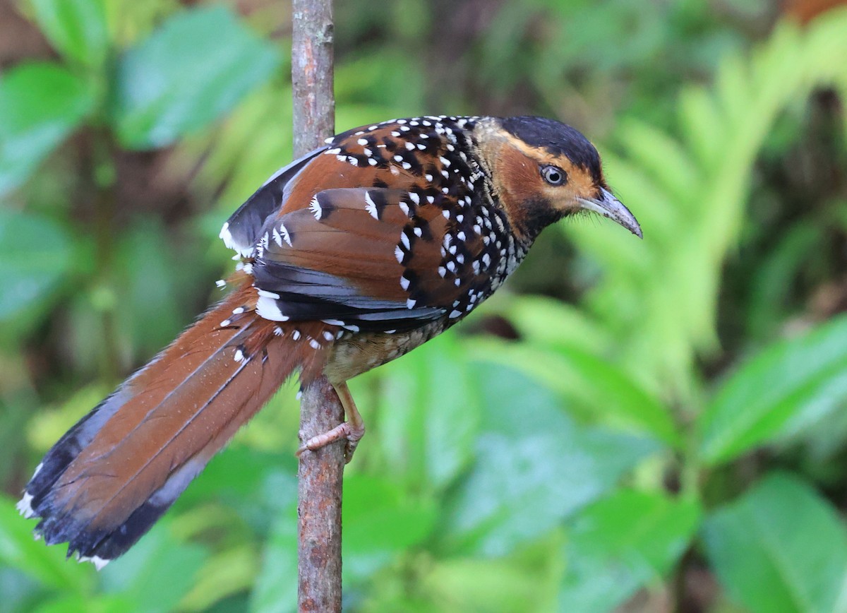 Spotted Laughingthrush - ML619391890