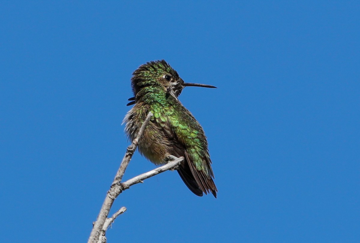 Calliope Hummingbird - ML619391911