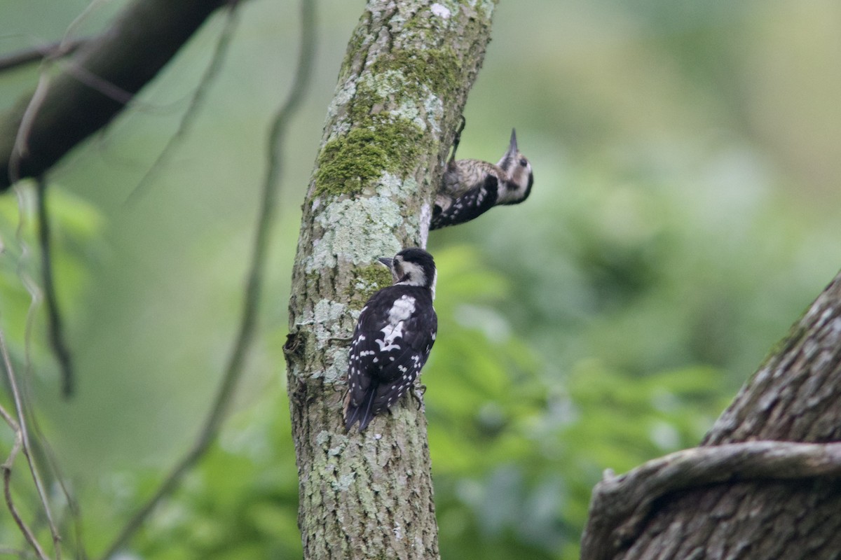 Gray-capped Pygmy Woodpecker - ML619391924