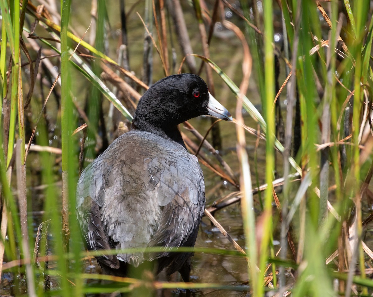 American Coot (Red-shielded) - ML619391938