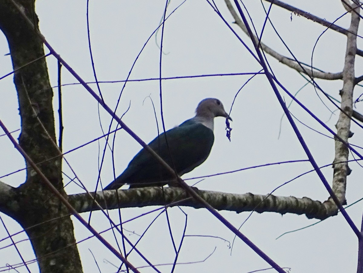 Green Imperial-Pigeon - ML619391949