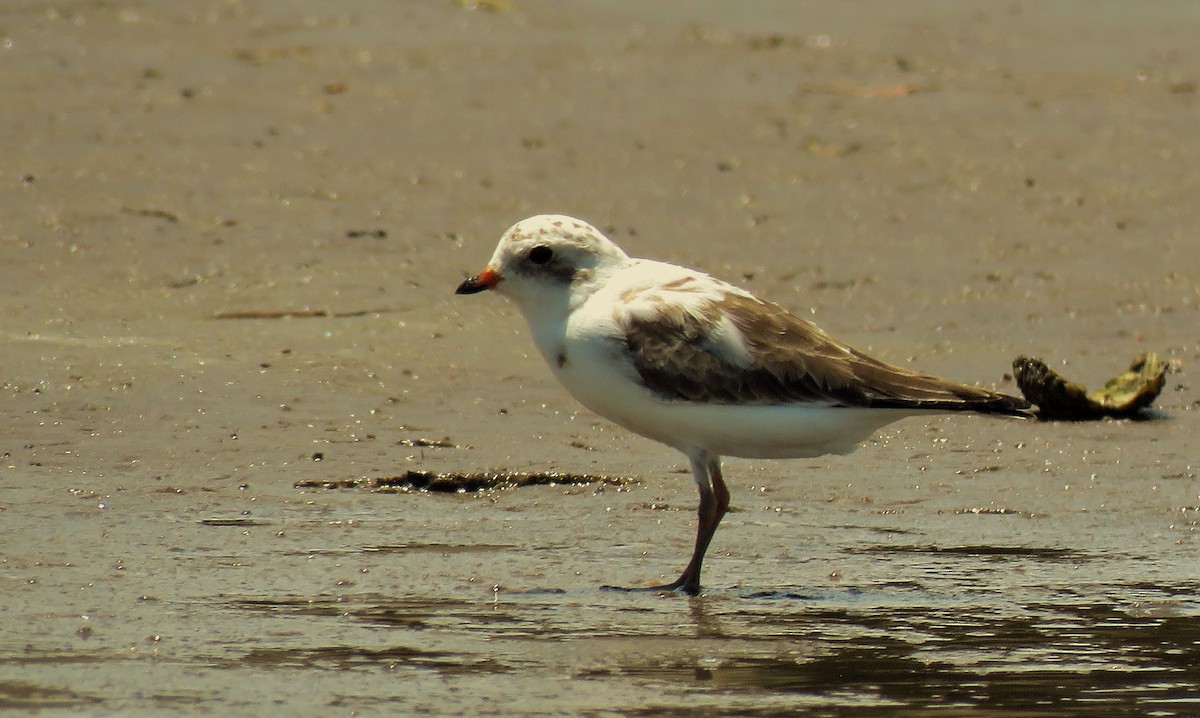 Semipalmated Plover - ML619392036