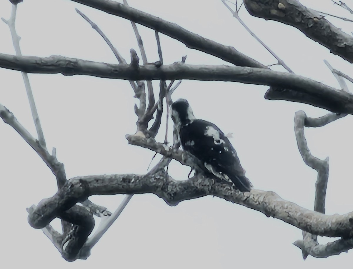 Gray-capped Pygmy Woodpecker - ML619392078