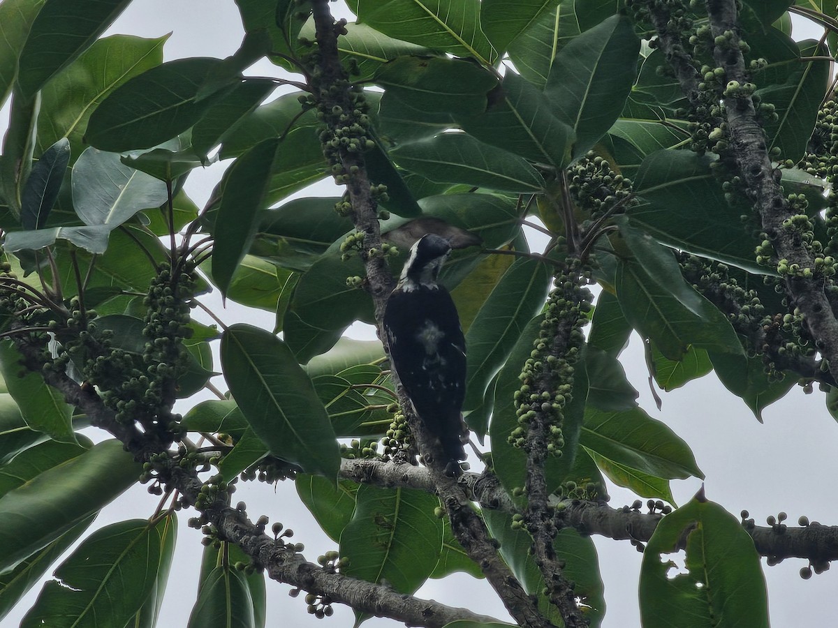 Gray-capped Pygmy Woodpecker - ML619392079