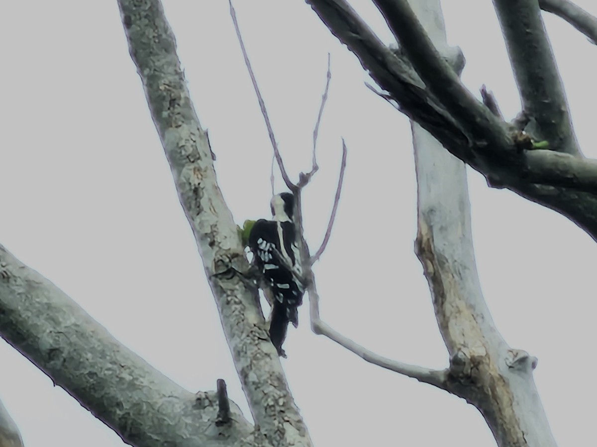 Gray-capped Pygmy Woodpecker - ML619392080