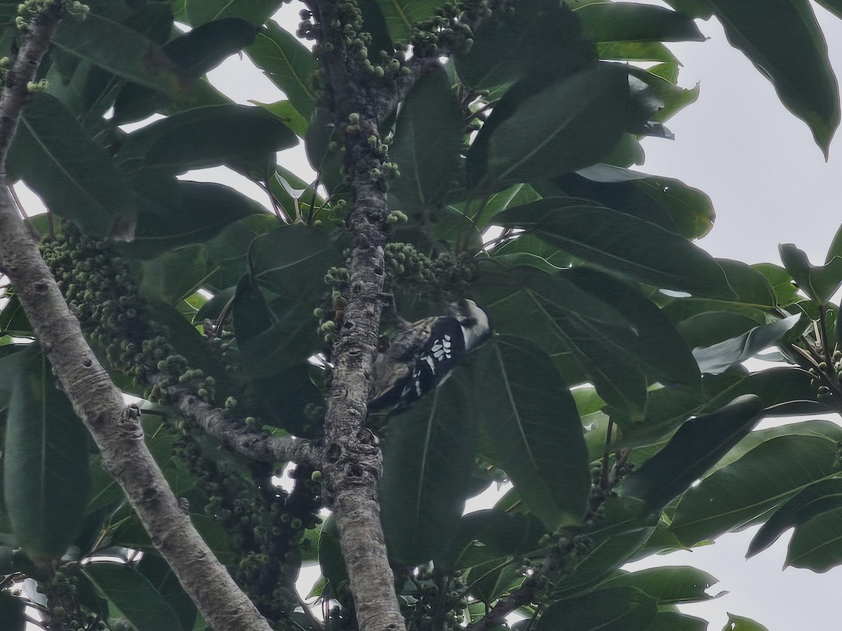 Gray-capped Pygmy Woodpecker - ML619392081