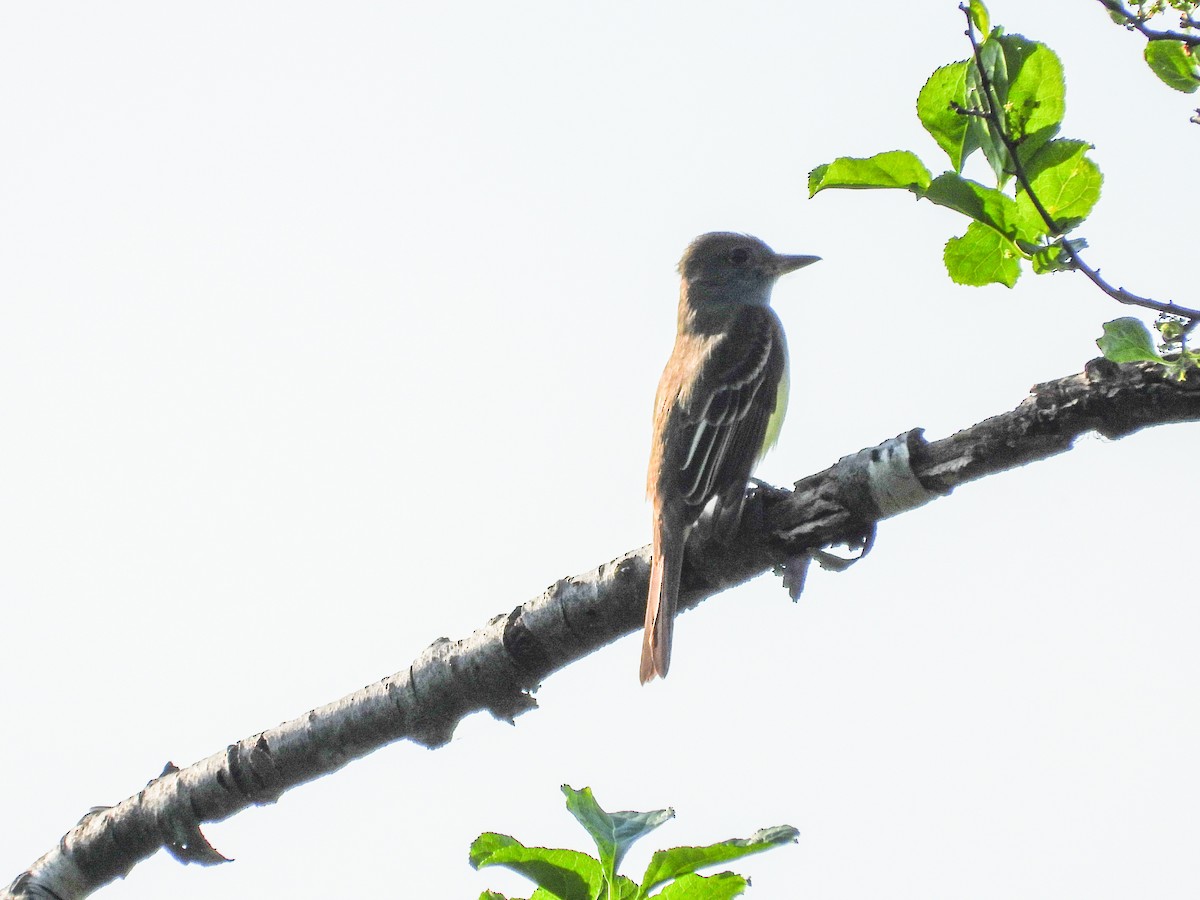 Great Crested Flycatcher - ML619392137