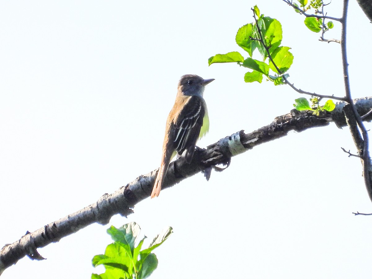 Great Crested Flycatcher - ML619392138