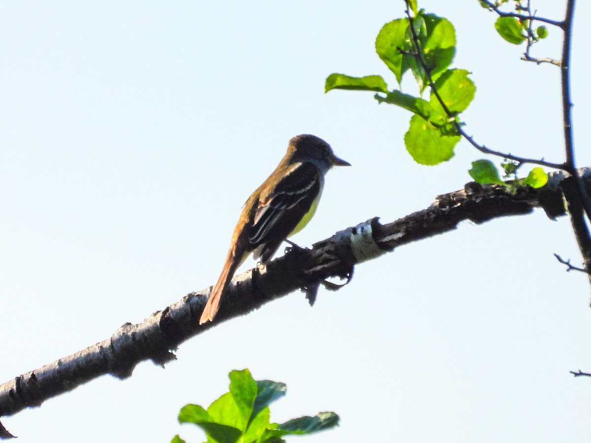 Great Crested Flycatcher - ML619392140