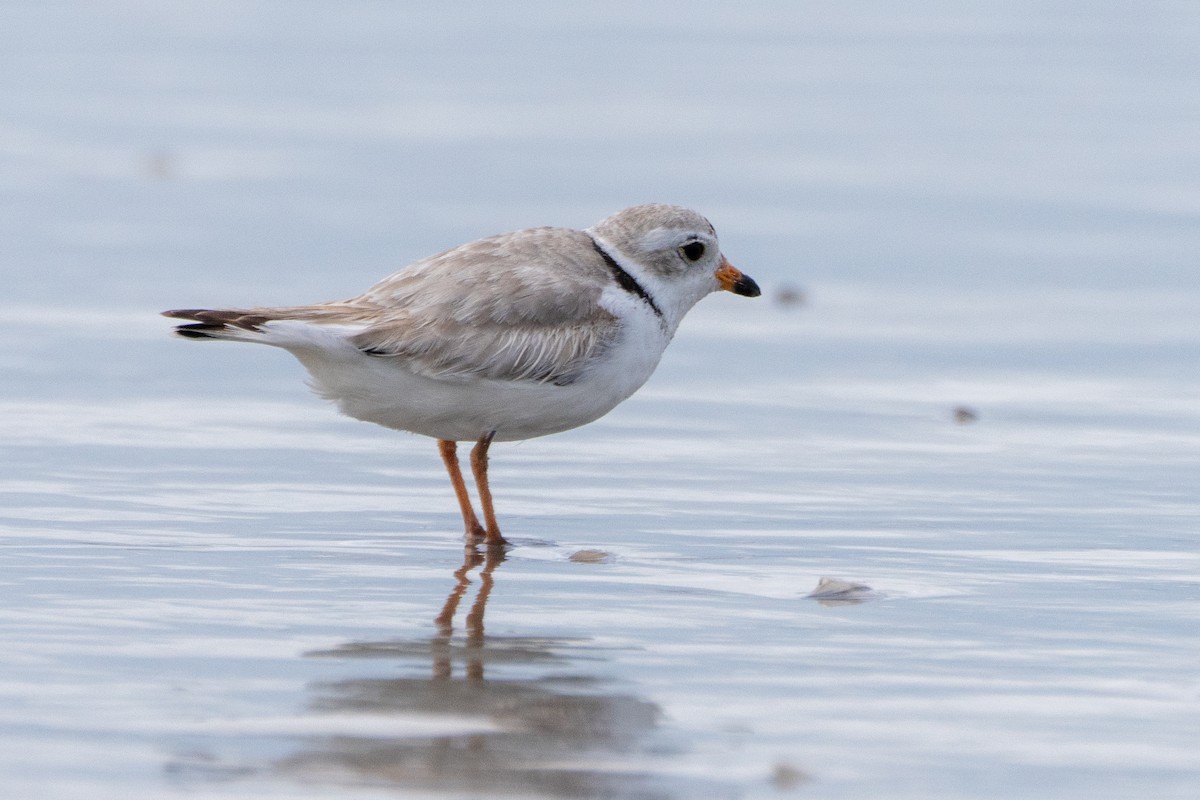 Piping Plover - ML619392145
