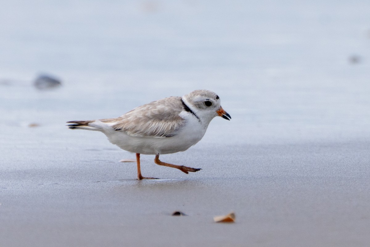 Piping Plover - ML619392146