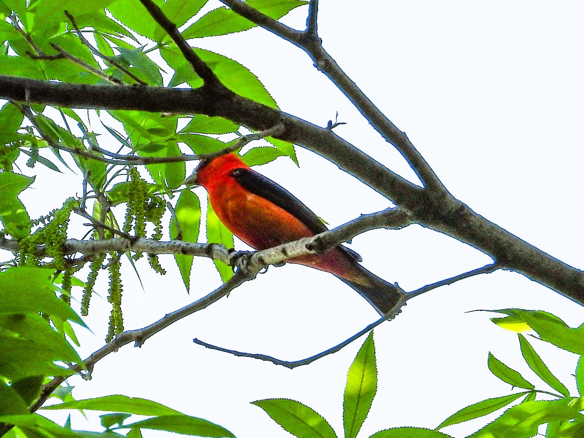 Scarlet Tanager - ML619392152