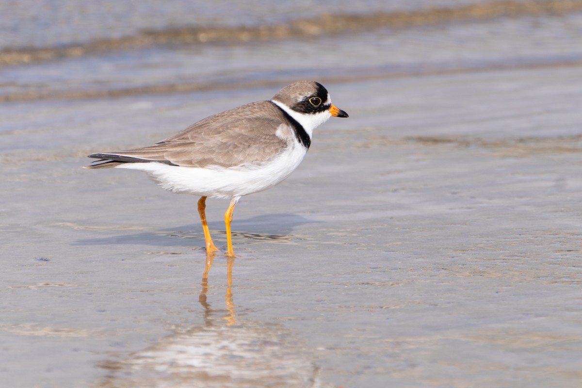 Semipalmated Plover - ML619392158