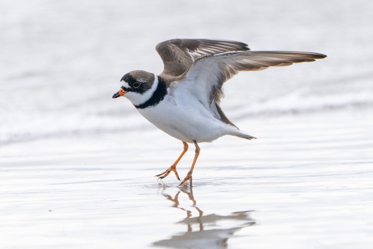 Semipalmated Plover - ML619392159