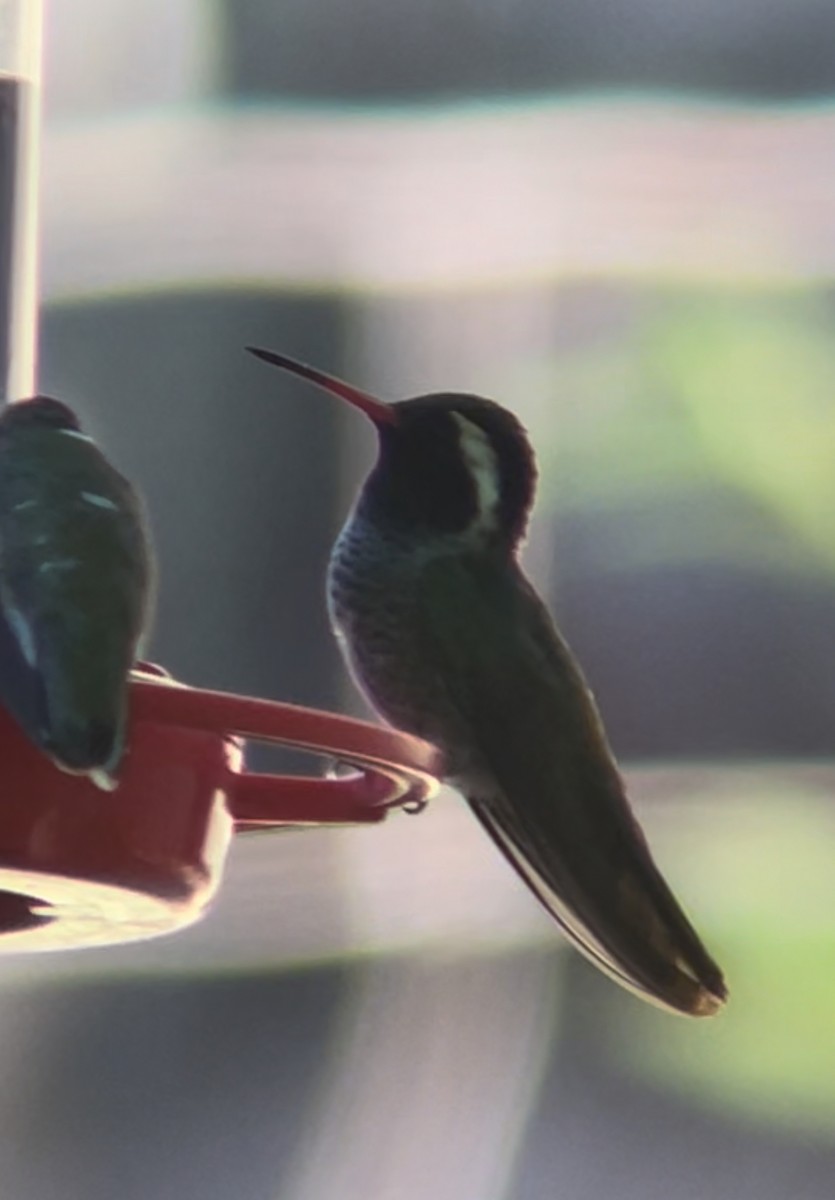 kolibřík bělouchý - ML619392197