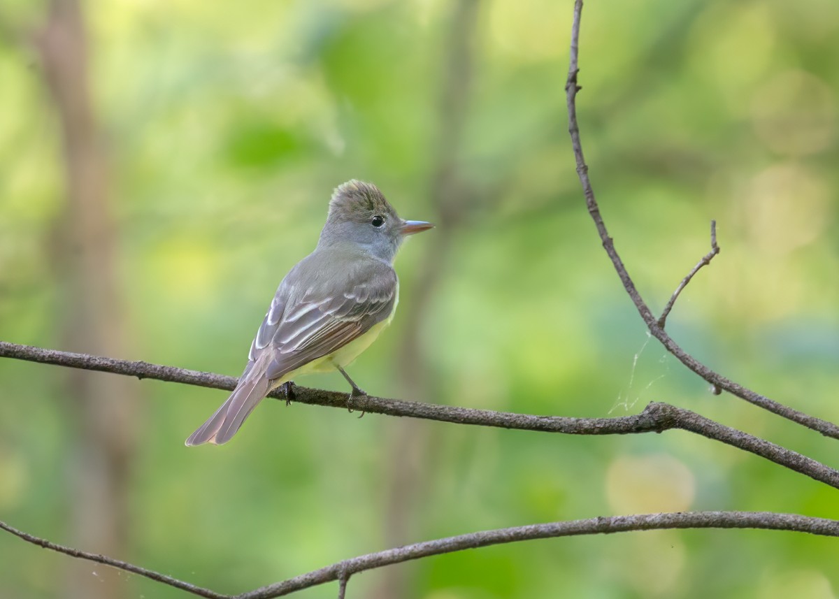 Great Crested Flycatcher - ML619392289