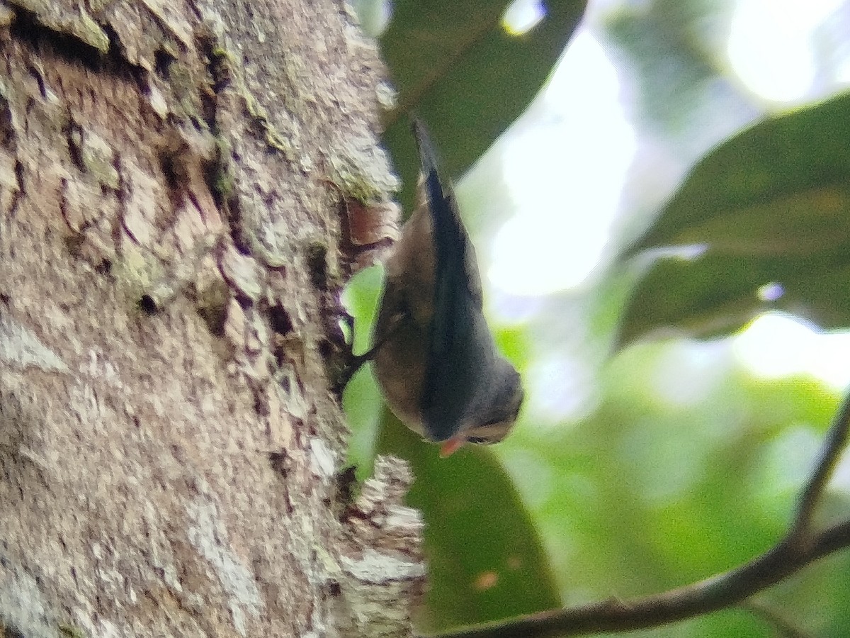 Velvet-fronted Nuthatch - ML619392304