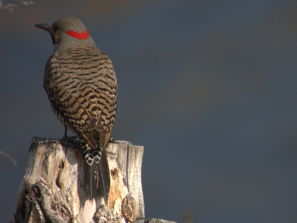 Northern Flicker (Yellow-shafted) - ML619392324