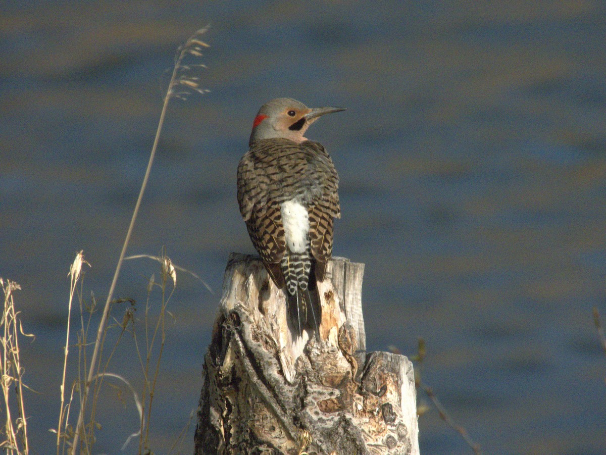 Northern Flicker (Yellow-shafted) - ML619392325
