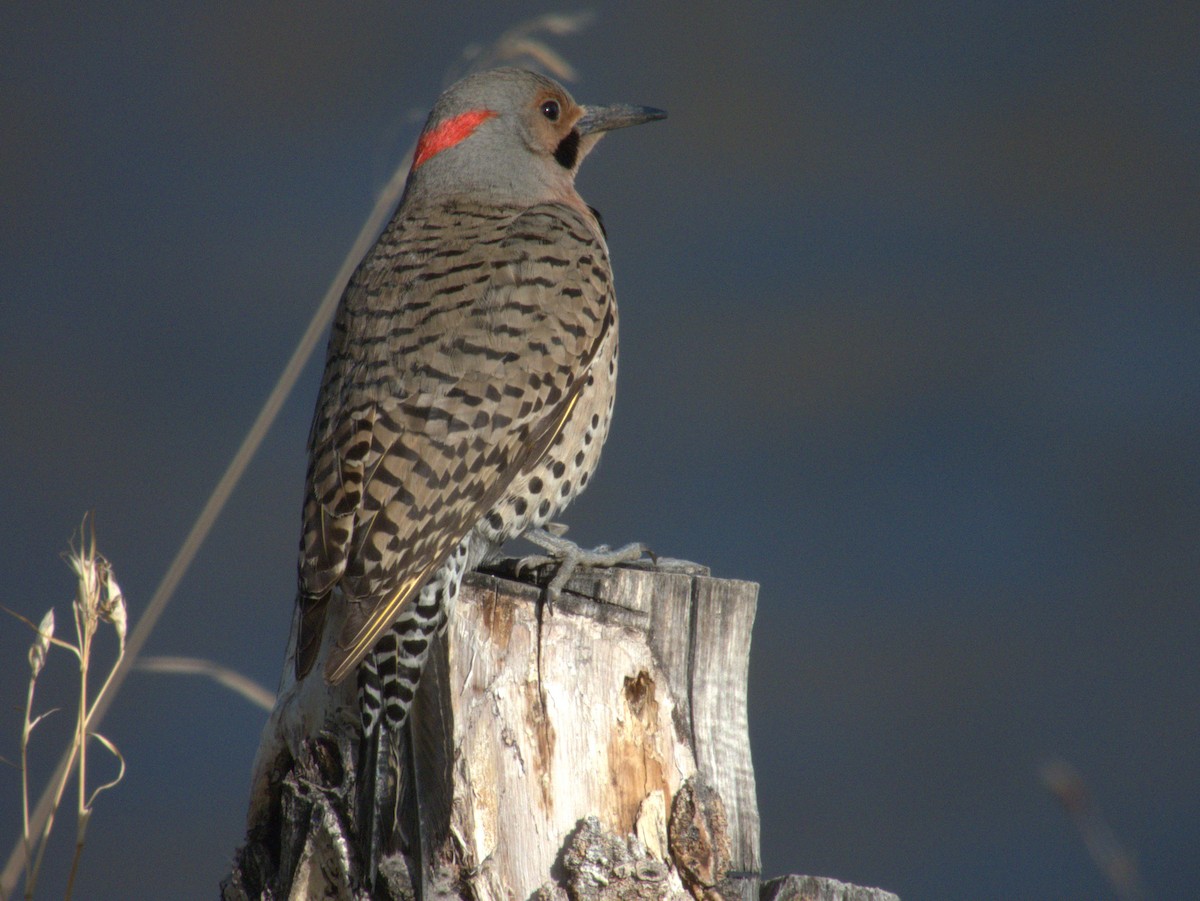 Northern Flicker (Yellow-shafted) - ML619392326