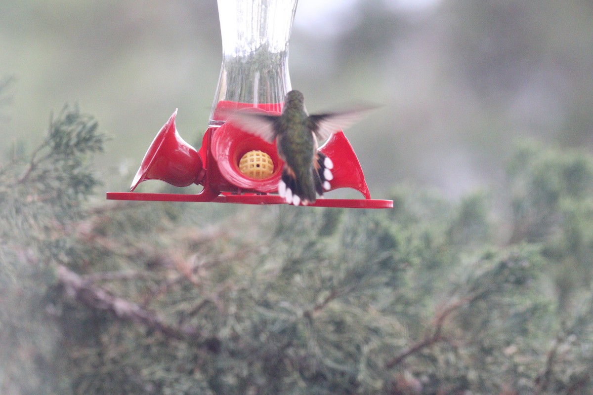 Broad-tailed Hummingbird - ML619392330
