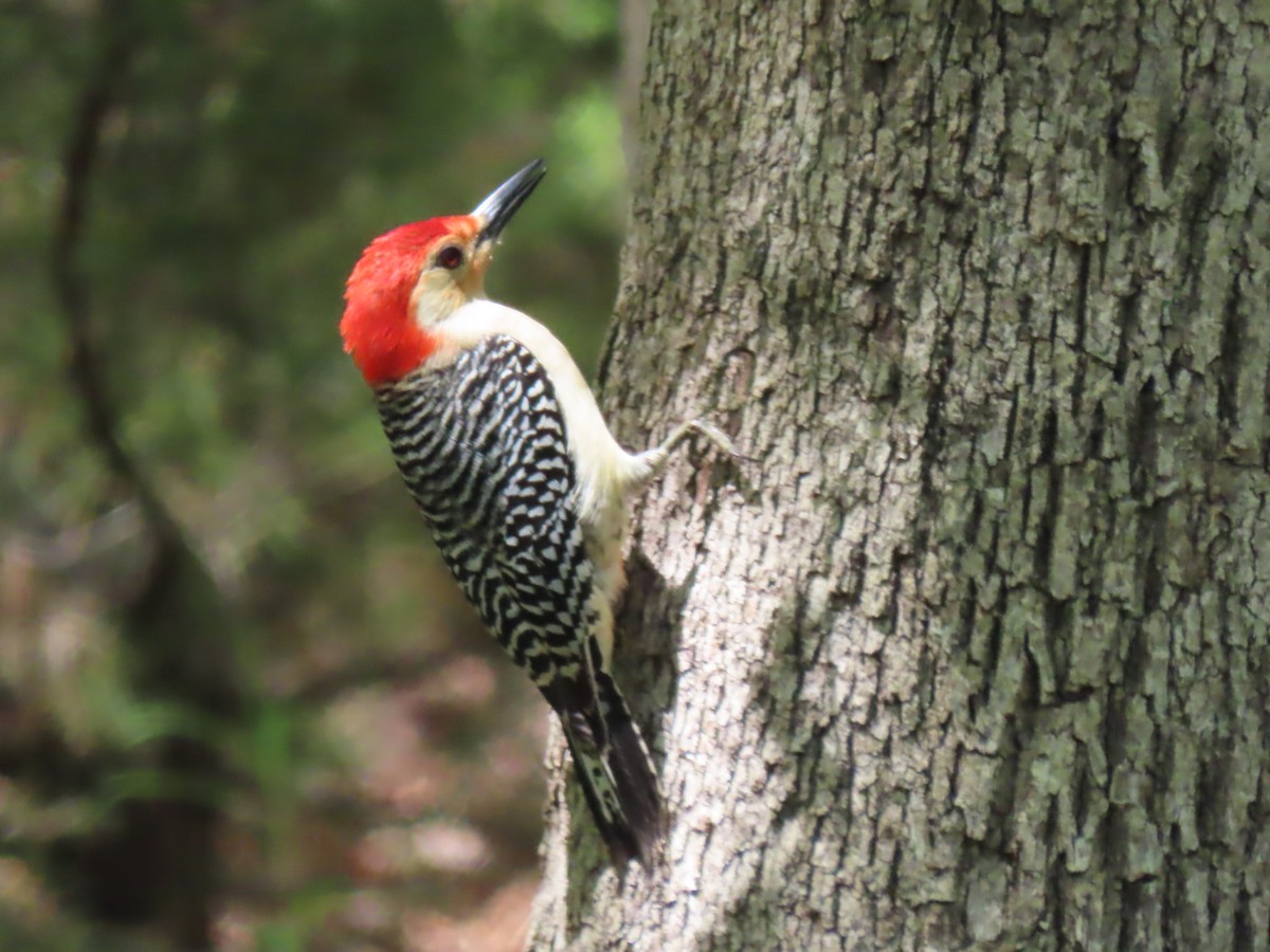 Red-bellied Woodpecker - ML619392426