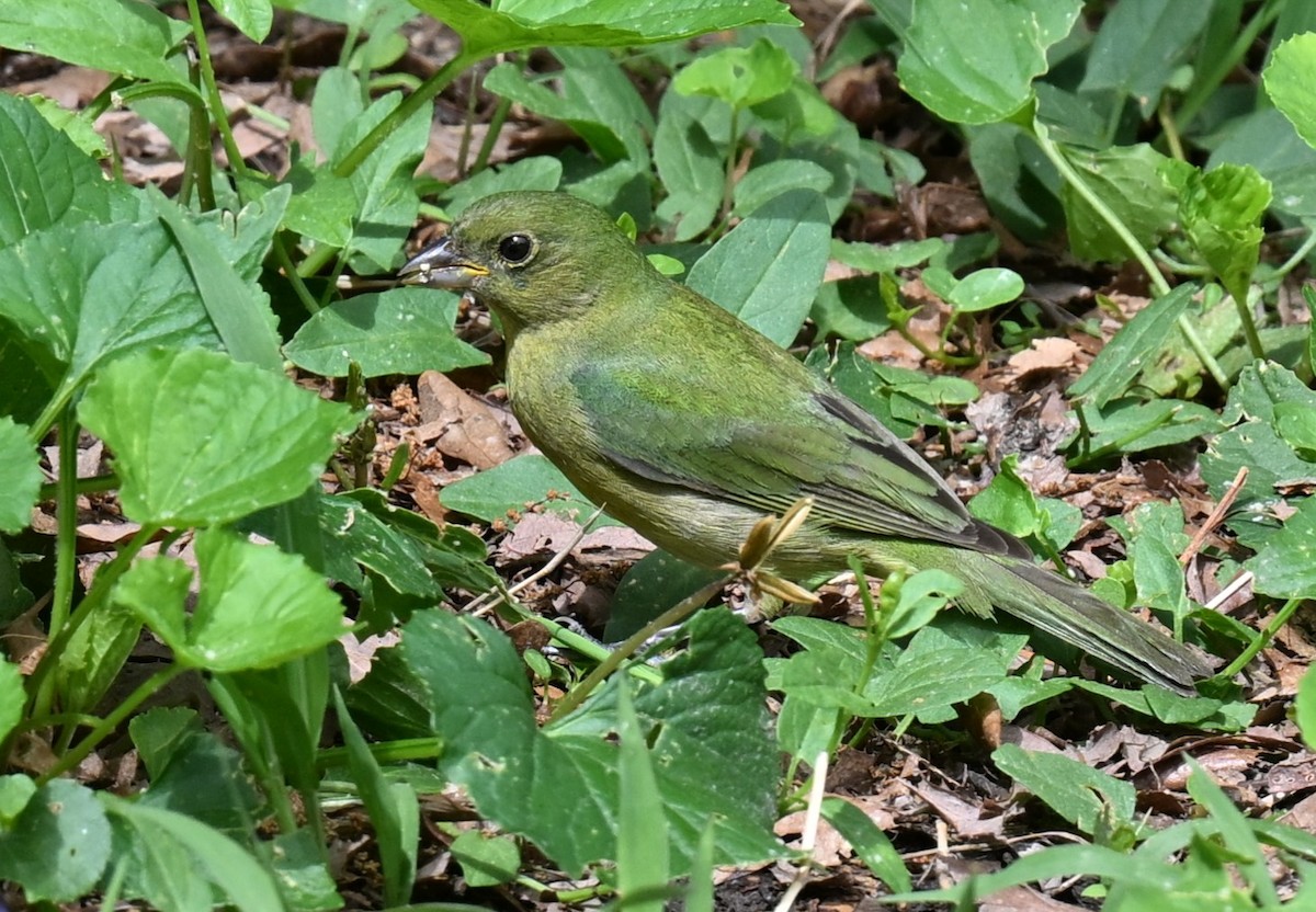 Painted Bunting - ML619392449
