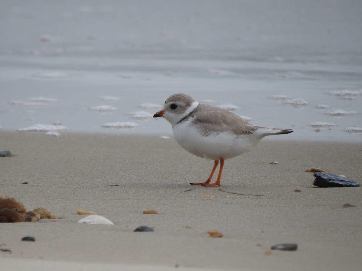 Piping Plover - ML619392474
