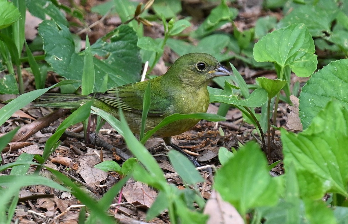 Painted Bunting - ML619392482