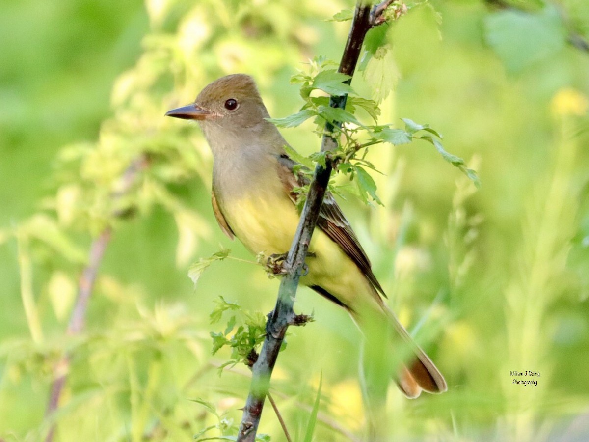 Great Crested Flycatcher - ML619392483