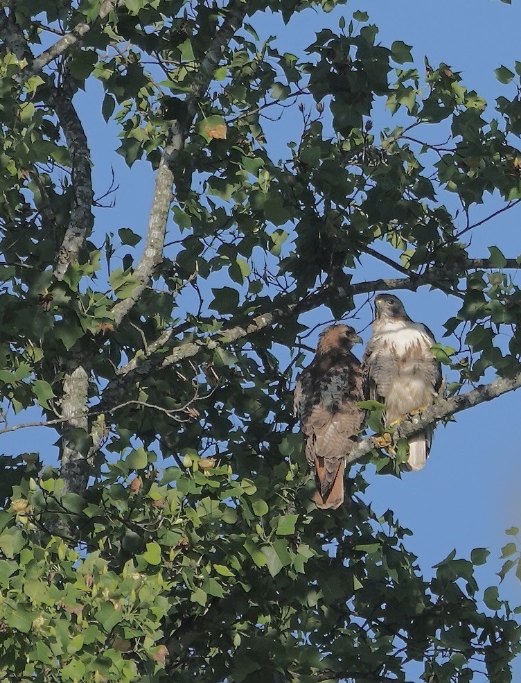 Red-tailed Hawk - ML619392566