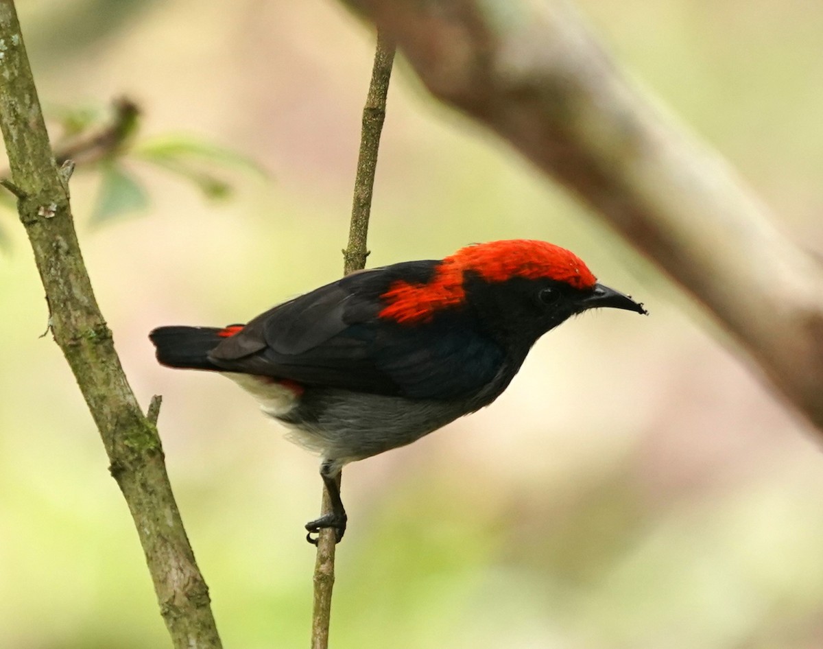 Scarlet-backed Flowerpecker - ML619392581