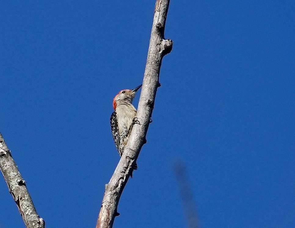 Red-bellied Woodpecker - ML619392587
