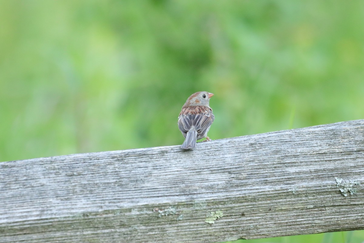 Field Sparrow - ML619392599