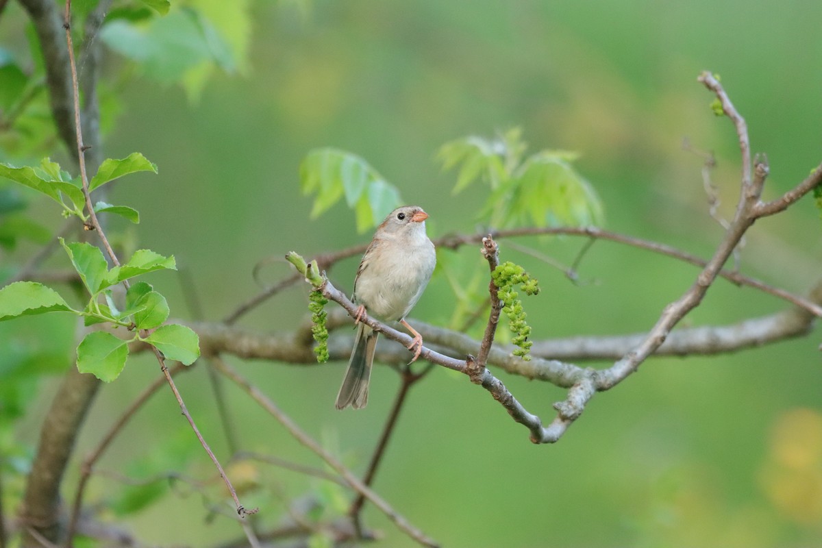 Field Sparrow - ML619392601