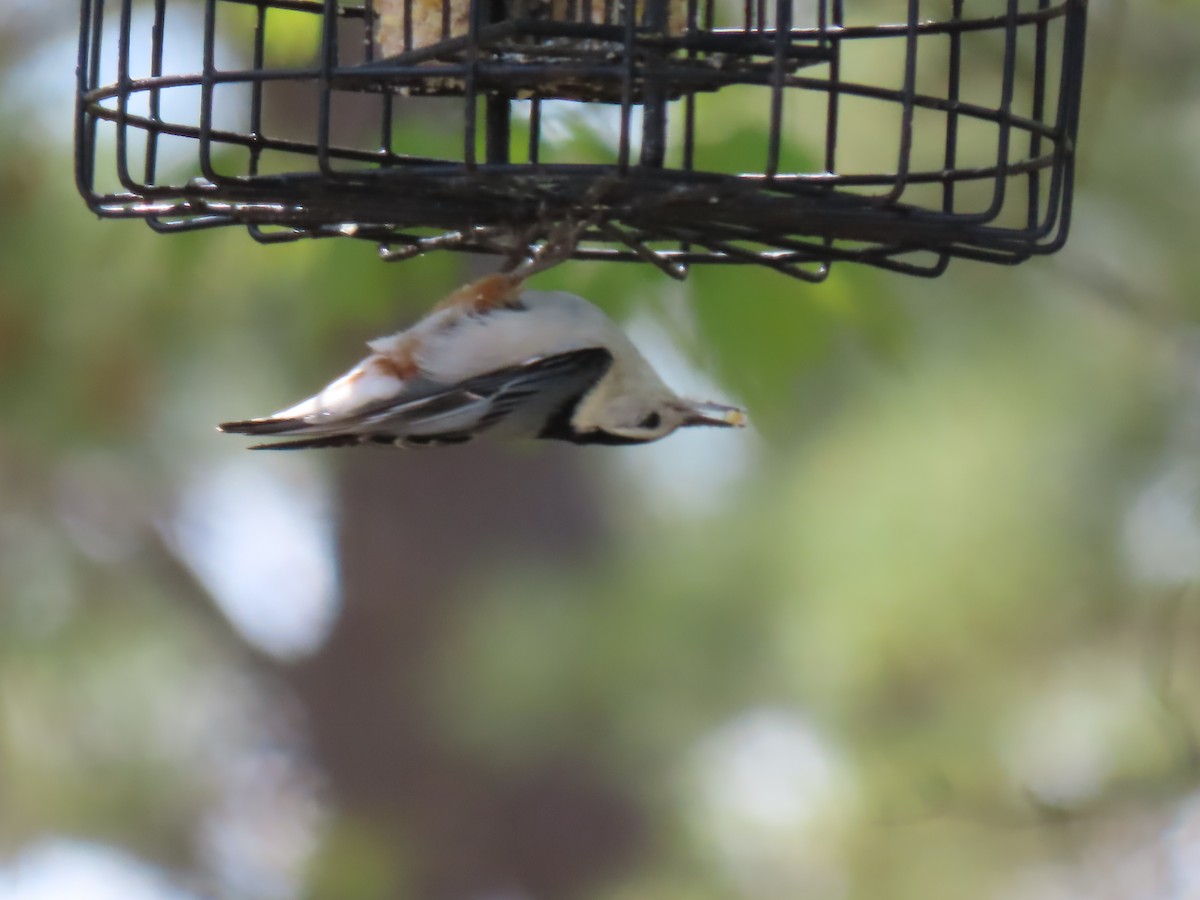 White-breasted Nuthatch - ML619392635