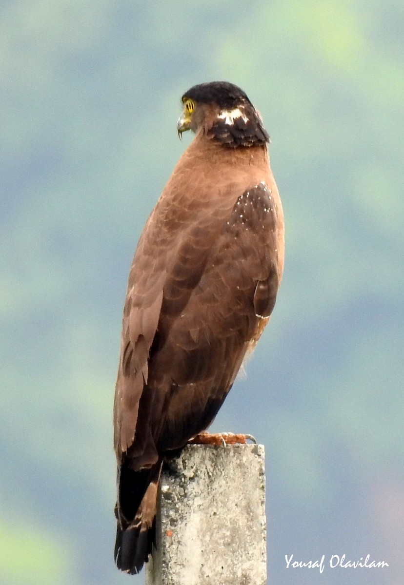 Crested Serpent-Eagle - ML619392642