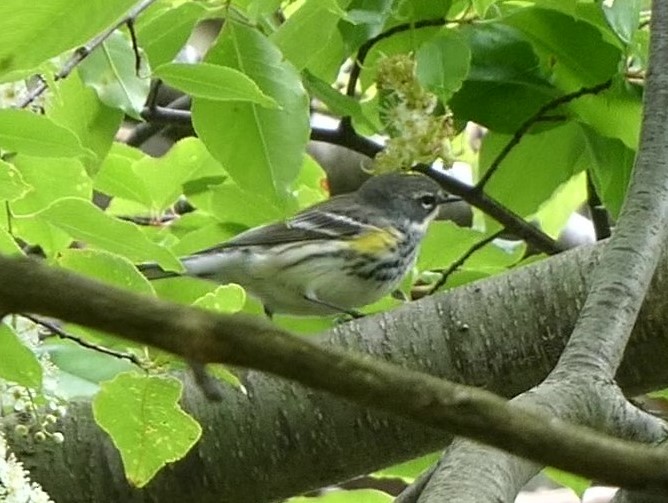 Yellow-rumped Warbler (Myrtle) - ML619392749