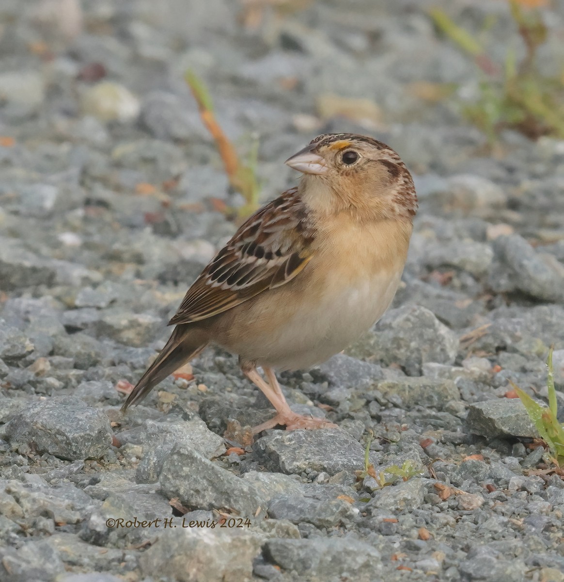 Grasshopper Sparrow - ML619392760