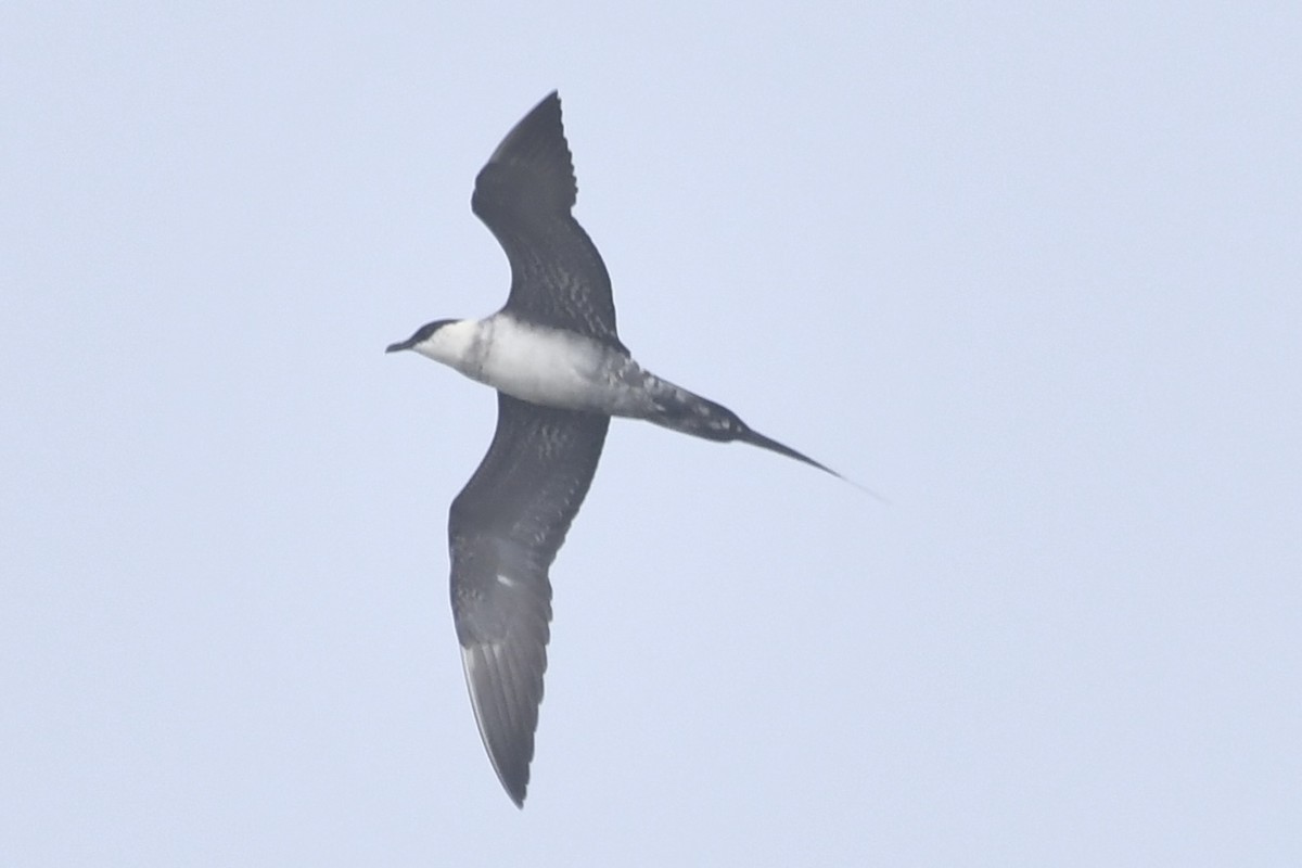 Long-tailed Jaeger - ML619392773