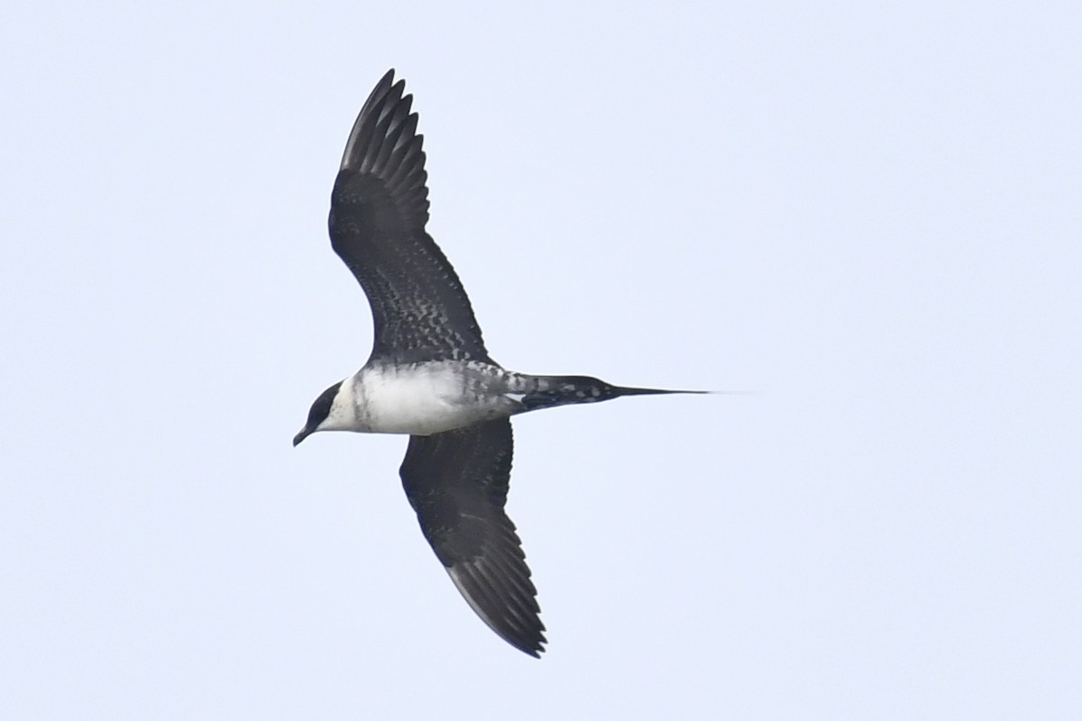 Long-tailed Jaeger - ML619392774