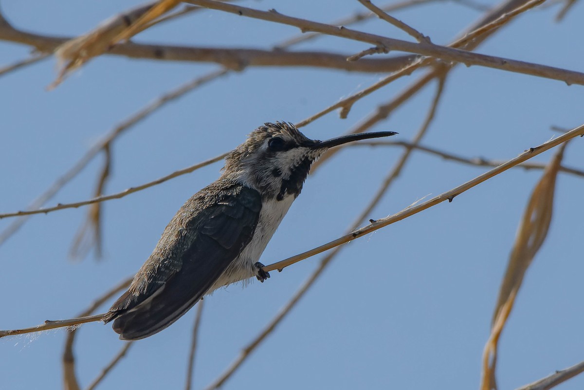 Costa's Hummingbird - ML619392821