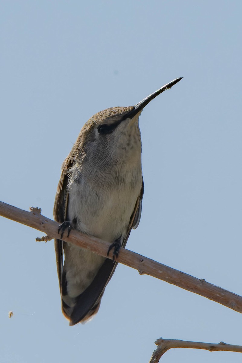 Costa's Hummingbird - ML619392822