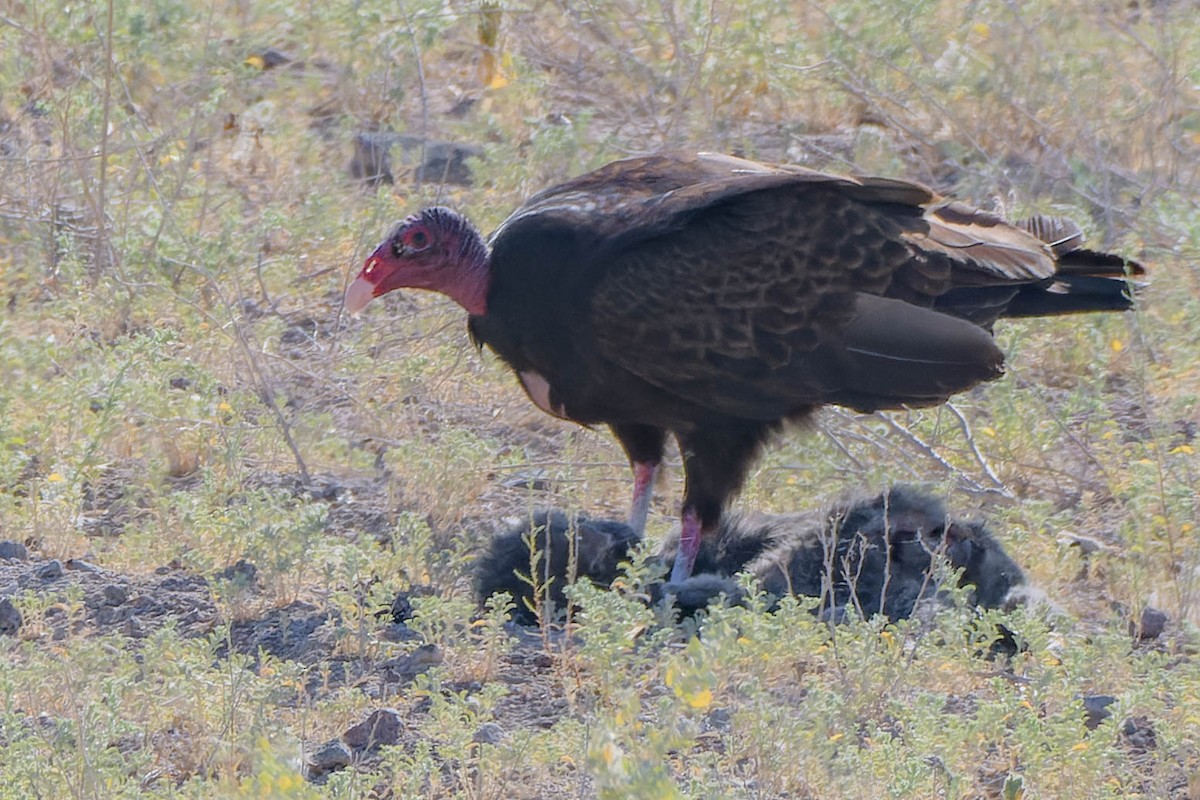Turkey Vulture - ML619392838