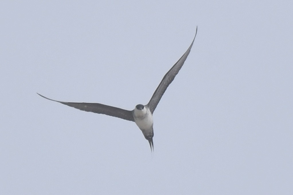 Long-tailed Jaeger - ML619392881