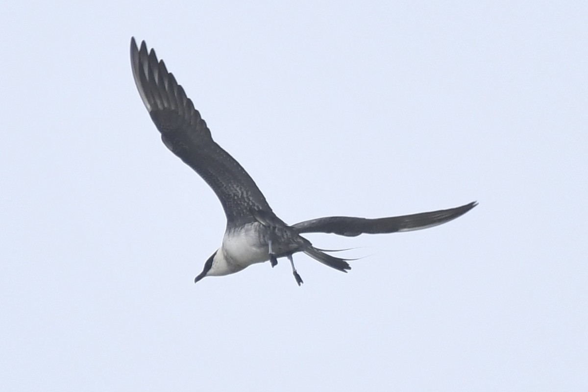 Long-tailed Jaeger - ML619392882