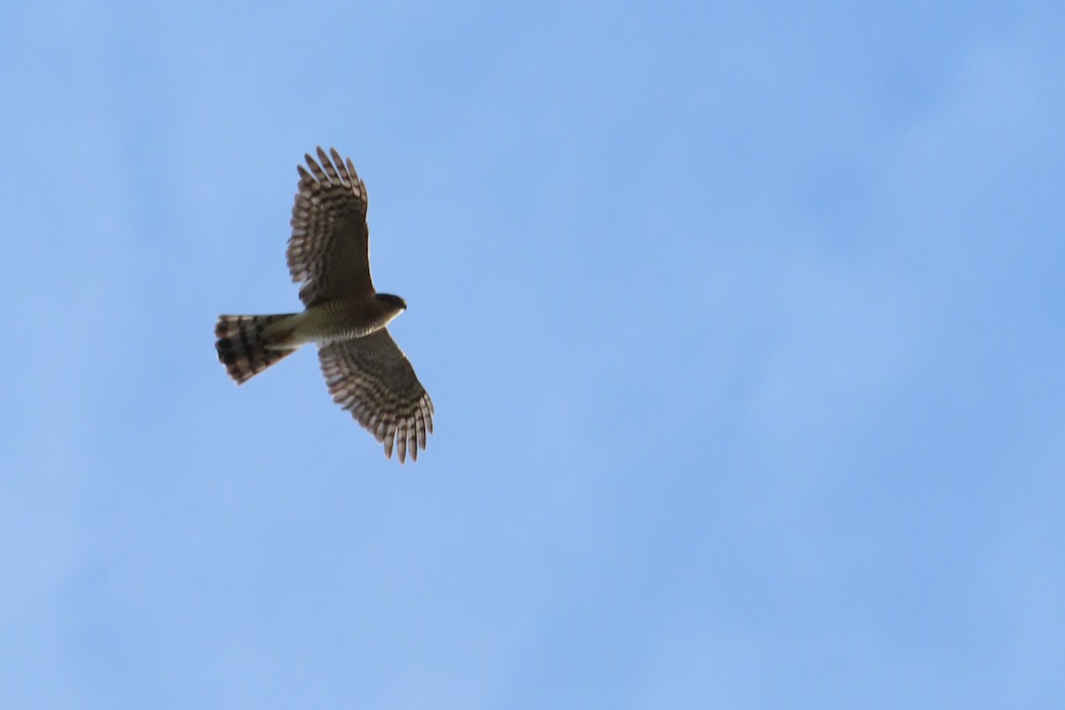 Eurasian Sparrowhawk - ML619392895