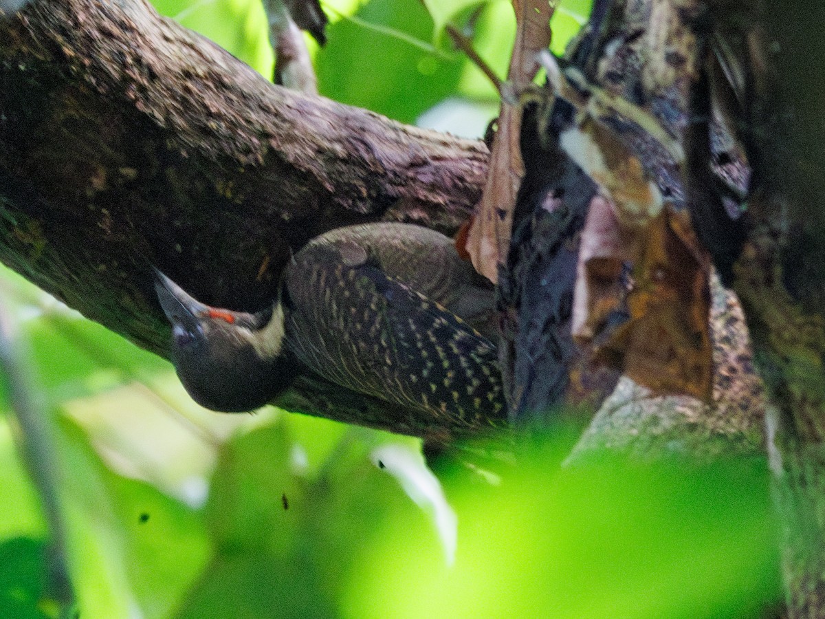 Buff-necked Woodpecker - ML619392920