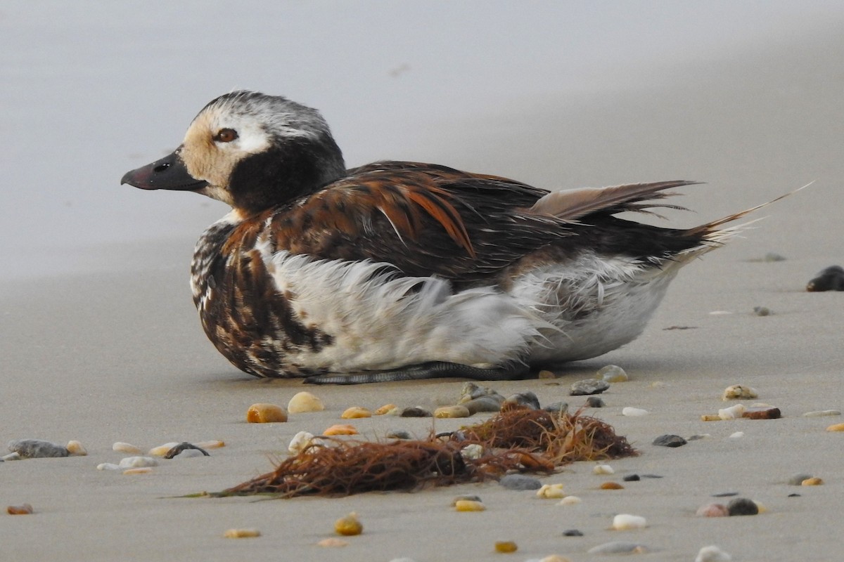 Long-tailed Duck - ML619392921